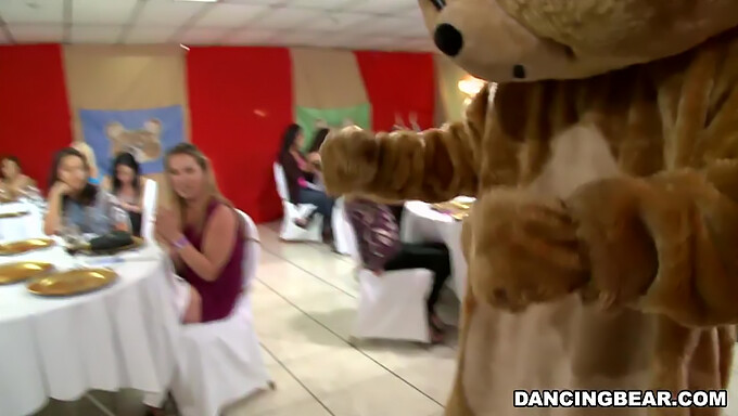 Připravte Se Na Párty S Dobře Známým Dancing Bear! (Db9822)